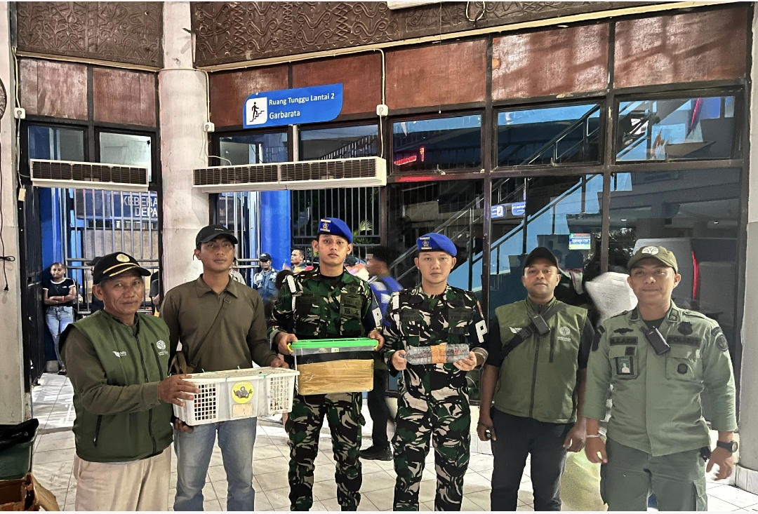 TNI AL Bersama BBKSDA Papua Barat Daya Gagalkan Penyelundupan Satwa Dilindungi di Pelabuhan Sorong